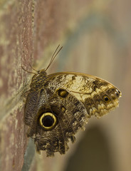 Mariposa en la ciudad