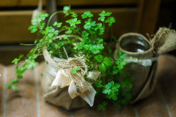 Fototapeta na wymiar green parsley herb in a beautiful jar
