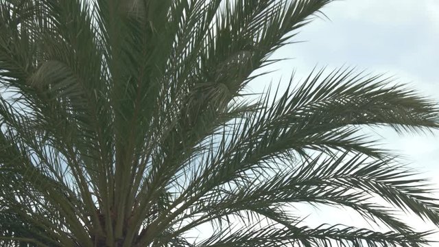Palm tree on sky background. Long green branches. Warm climate and clean air.