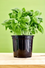 Potted Basil Plant