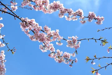 Crédence en verre imprimé Fleur de cerisier 青空に桜の花