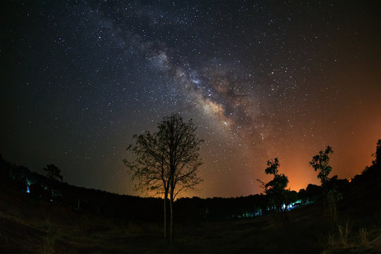 Milky Way and silhouette of tree at Phu Hin Rong Kla National Pa