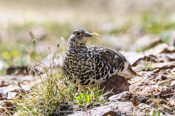 White-Tailed Ptarmigan