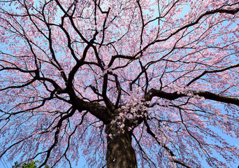 紅色の枝垂れ桜の木が満開