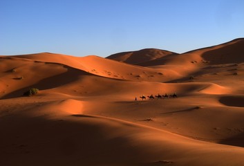 Fototapeta na wymiar Camels walking through the Sahara Desert in the late afternoon sun. 