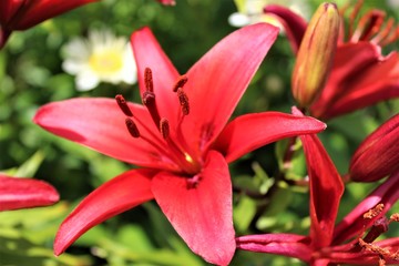 Red lilies bloom under the sun in mid summer