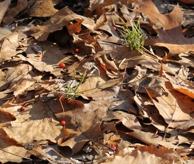 Scattered Berries on a Bed of Leaves