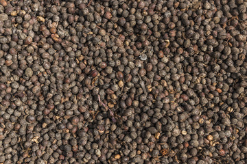 Coffee on farm near Da Lat city