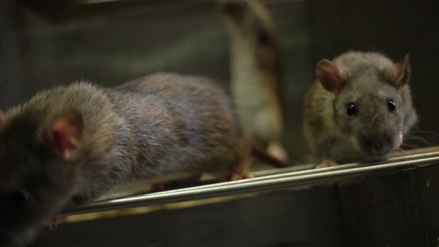 gray rat peering out of the darkness
