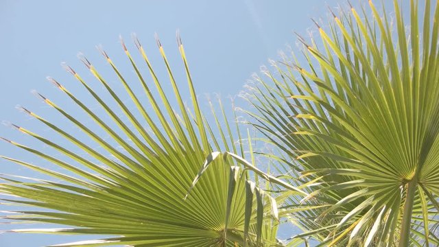 Green plant and blue sky. Palm tree leaves. Warm climate of tropics.