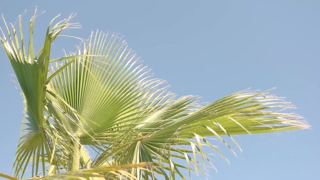 Green plant on sky background. Palm tree leaves and wind. Summer all year round.
