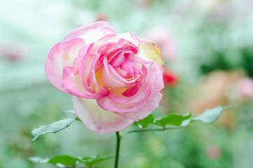 Pink roses flower blossom in a garden,Valentine day