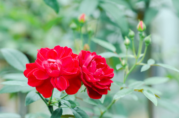 Red roses flower blossom in a garden,Valentine day