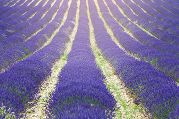lavender plant flowers in long rows on agriculture farm in count