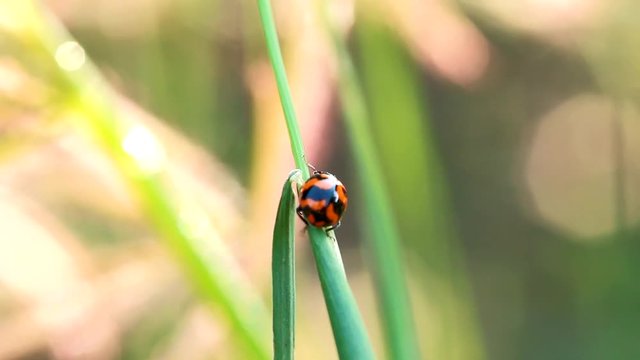 lady bug climbing on grass