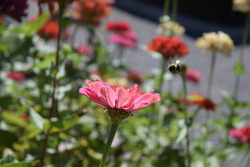 Fototapeta na wymiar Bumble Bee
