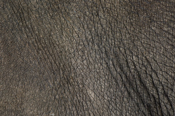 Obraz premium Rhino skin texture background