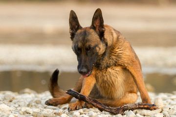 Hund schmeckt es nicht