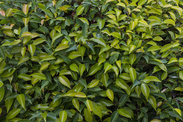 Fototapeta premium leaf 