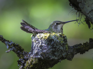 Hummingbird in nest
