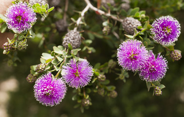 Purple Bottlebrush Flower
