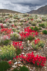 Fototapeta na wymiar Mojave desert bloom