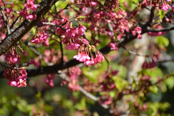 Wild Himalayan Cherry in Doi Ang Khang,Chaing Mai,Thailand