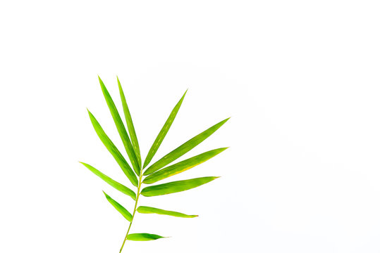 Bamboo leaves