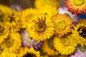 Colorful daisy flower background