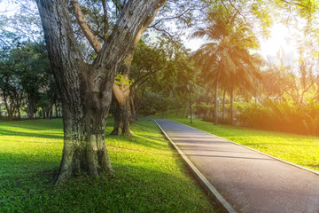 Park in the Morning