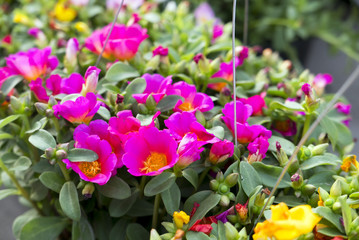 Colorful flowers background. Floral pattern.