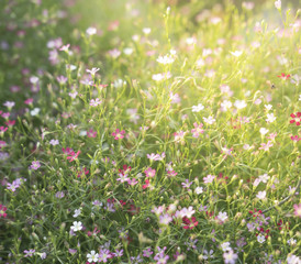 Flowers in early morning,  Abstract natural background texture