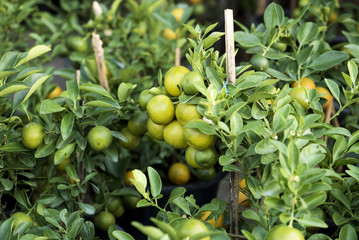Branches with the fruits of tangerine tree, Orange tree in pot
