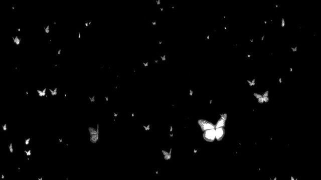 Butterflies Fly Overlay 3 - (Alpha Channel)