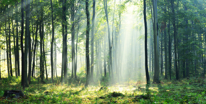 Fototapeta Morning in the forest