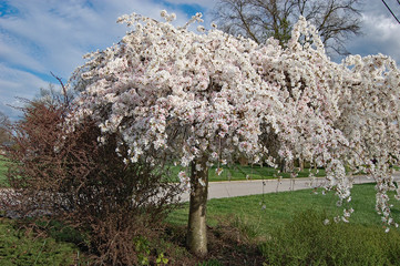 Weeping Japanese Cherry tree covered in white flowers