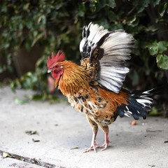 The Amazing Rooster