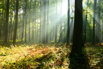 Obraz premium Morning in the forest