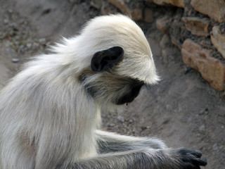 Rajasthan's Wildlife