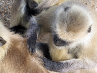 Rajasthan's Wildlife