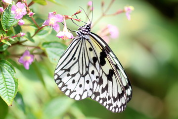 ピンクの花にとまるオオゴマダラ