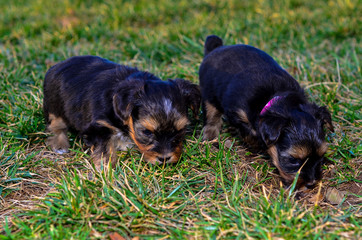 Shorkie Puppies Exploring the Grass