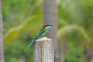 Blue-throated Bee-eater stand on cement pole with green background