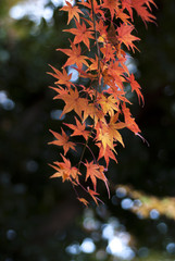 紅葉, Autumn Leaves