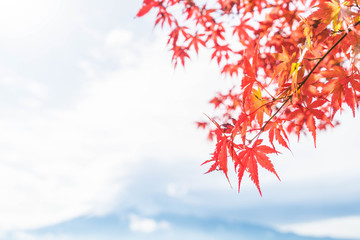 Red maple leaves blooming