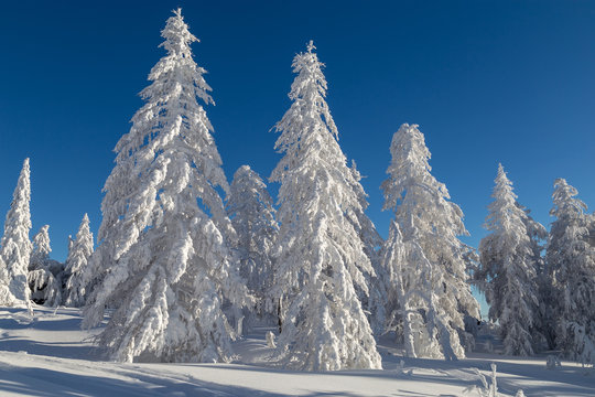 Fototapeta Winter in the mountains