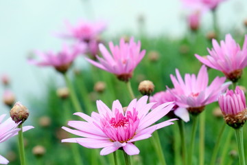 丘に咲くピンクの花