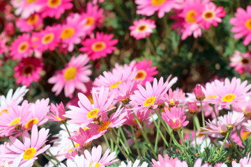 Obraz premium ピンクの花の花畑