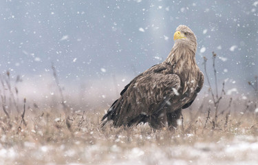 White tailed eagle (Haliaeetus albicilla) in winter scenery