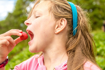 happy young child girl picking and eating strawberries on a plan